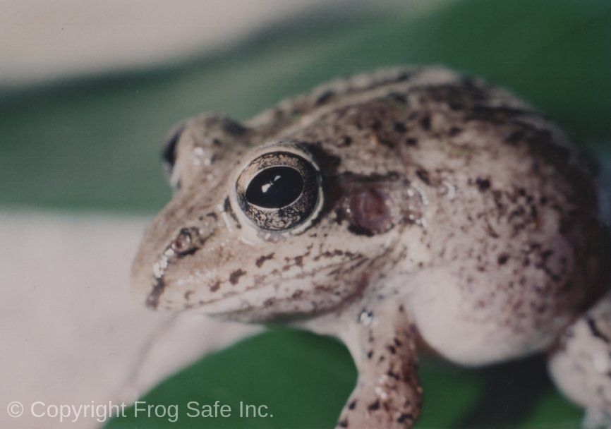 Why Care about Amphibians?